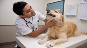 Veterinary